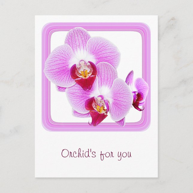 Radiant Orchid Closeup Photo with Square Frame Postcard (Front)