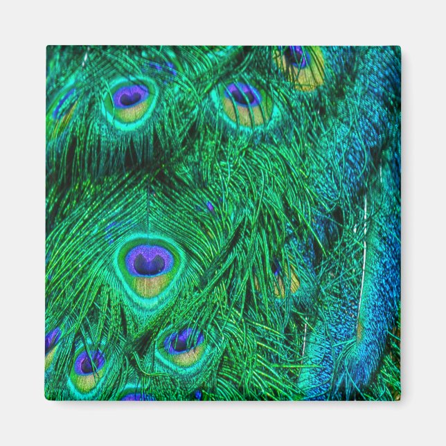 Radiant Peacock Feathers Photo Design Magnet (Front)