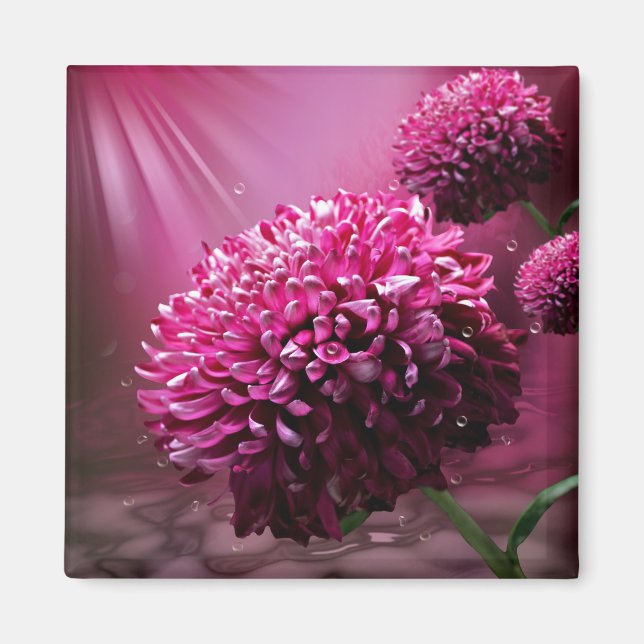 Radiant Pink Chrysanthemum Floral Magnet (Front)