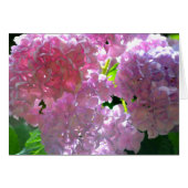 Radiant Pink Hydrangeas, pink flowers pink flowers (Front Horizontal)