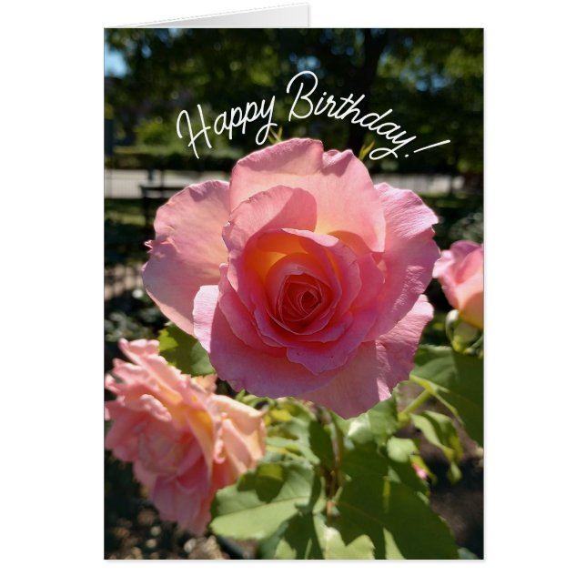 Radiant Pink Tea Rose Birthday Card (Front)