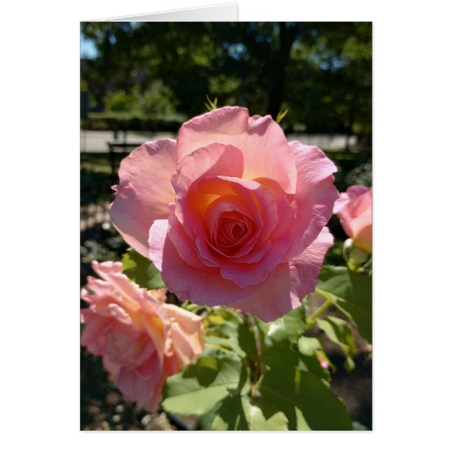Radiant Pink Tea Rose Blank Card (Front)