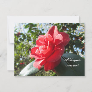 Radiant Red Camellia - Personalized Postcard