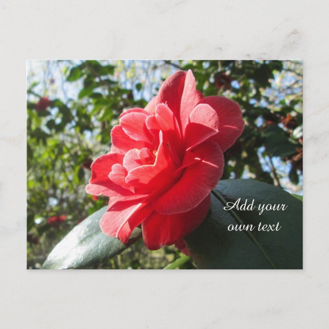 Radiant Red Camellia - Personalized Postcard (Front)