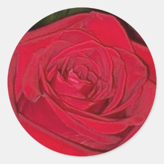 Radiant Red Rose Sticker