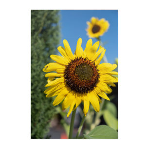 Radiant Sunflower Acrylic Print