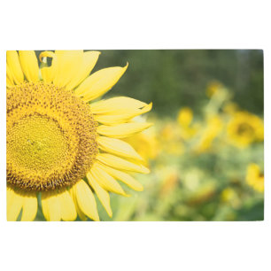 Radiant Sunflower Metal Print