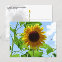 Radiant Sunflower, Provence, France -