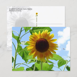 Radiant Sunflower, Provence, France - Postcard