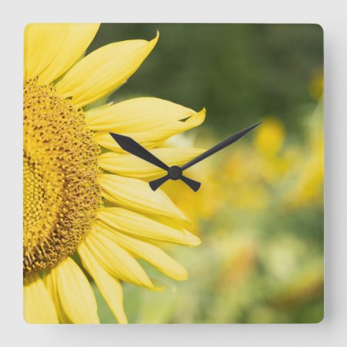 Radiant Sunflower Square Wall Clock