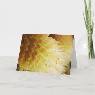 Radiant Torch Lily Flower Photograph Blank Inside Card