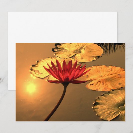 Radiant Water Lily with the Sun Reflecting (Front/Back)