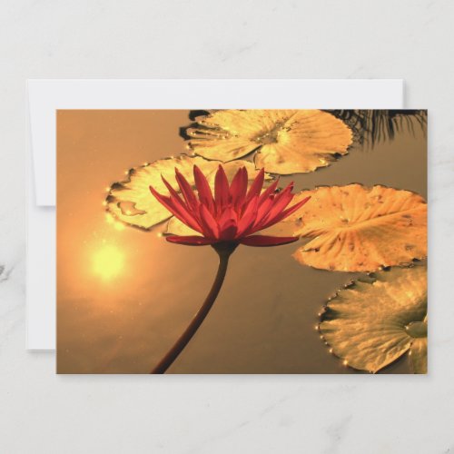 Radiant Water Lily with the Sun Reflecting Invite