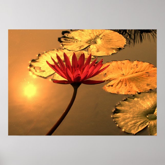 Radiant Water Lily with the Sun Reflecting Poster (Front)