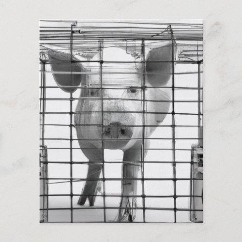 Radiohead a pig in a cage on antibiotics designed  flyer
