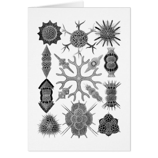 Radiolarians – amoeboid protozoans (Front)