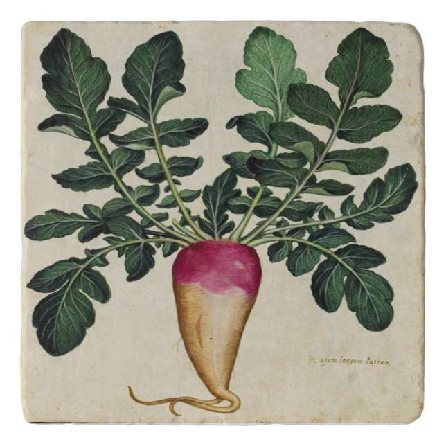 Radish Botanical Marble or Travertine Trivet (Front)