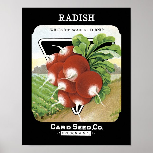 Radish Seed Packet Label Poster (Front)