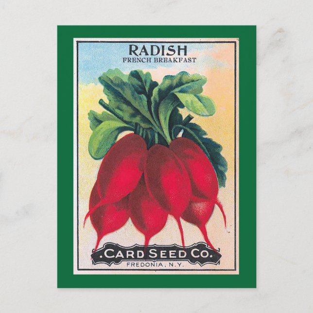 Radish Seed Packet Postcard (Front)