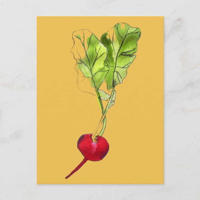 Radish vegetable watercolour illustration art postcard (Front)
