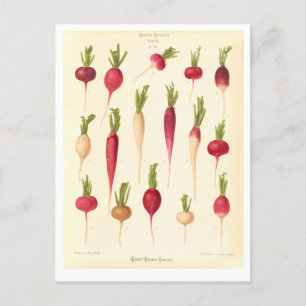 Radishes Botanical Illustration from Seed Catalog Postcard