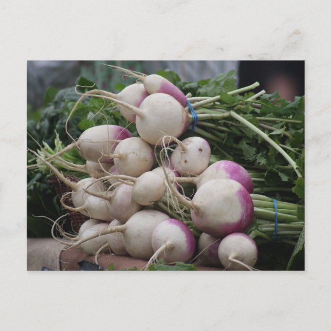 Radishes Postcard (Front)