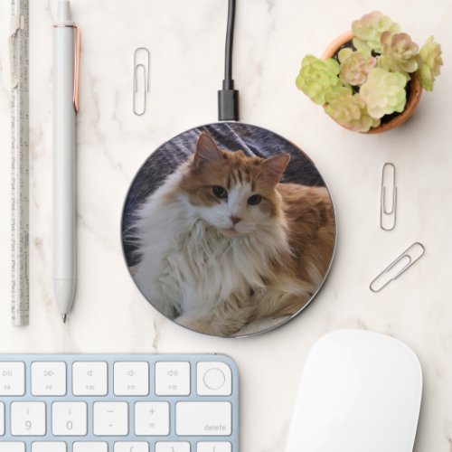 Rag Doll Orange and White Long Hair Cat Photo Wireless Charger