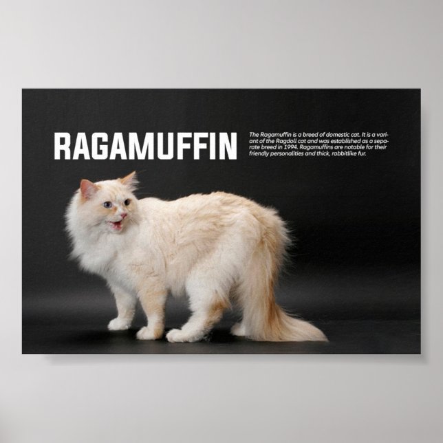 Ragamuffin Cat Breed Poster (Front)
