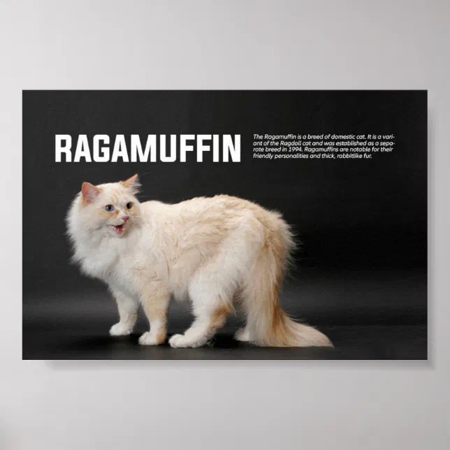 Ragamuffin Cat Breed Poster Zazzle