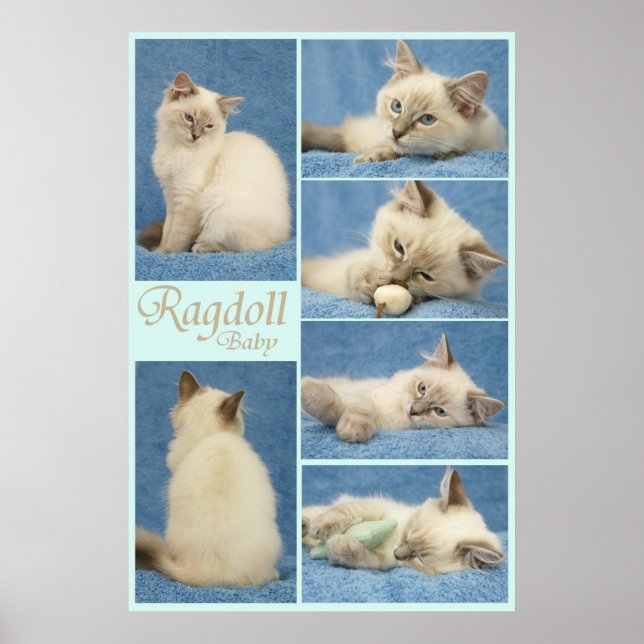 Ragdoll baby poster (Front)