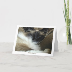 Ragdoll Birman Cat Greeting Card or Note Card