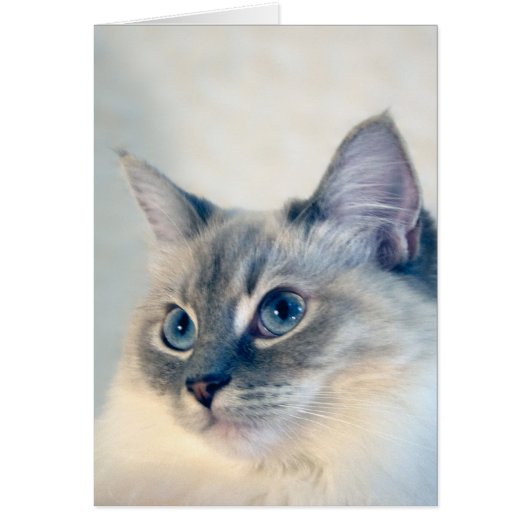 Ragdoll Cat #2018 Card (Front)