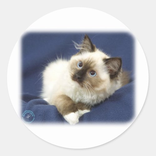 Ragdoll Cat 9W082D_011 Classic Round Sticker