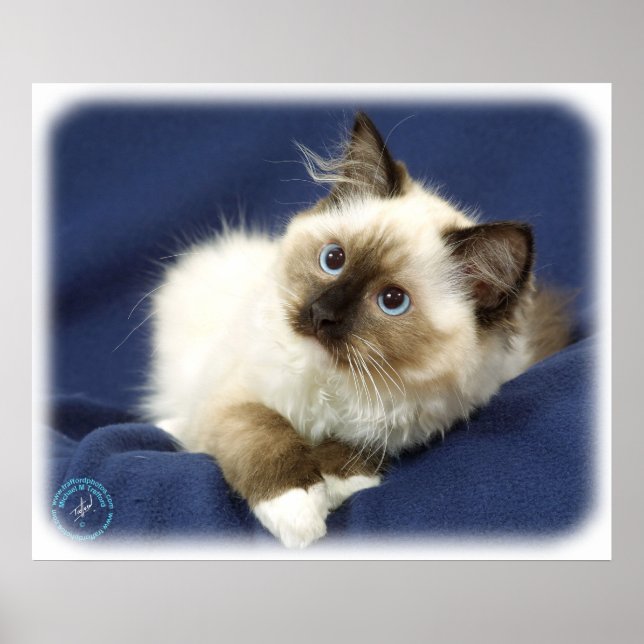 Ragdoll Cat 9W082D-011 Poster (Front)