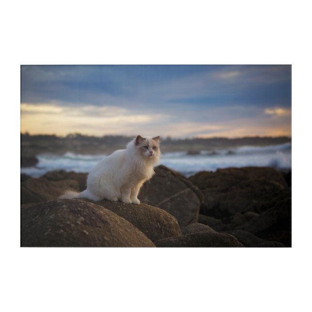 Ragdoll Cat At The Beach Acrylic Print (Front)