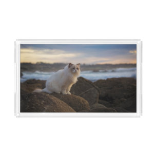 Ragdoll Cat At The Beach Acrylic Tray