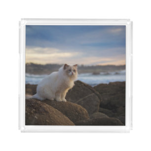 Ragdoll Cat At The Beach Acrylic Tray