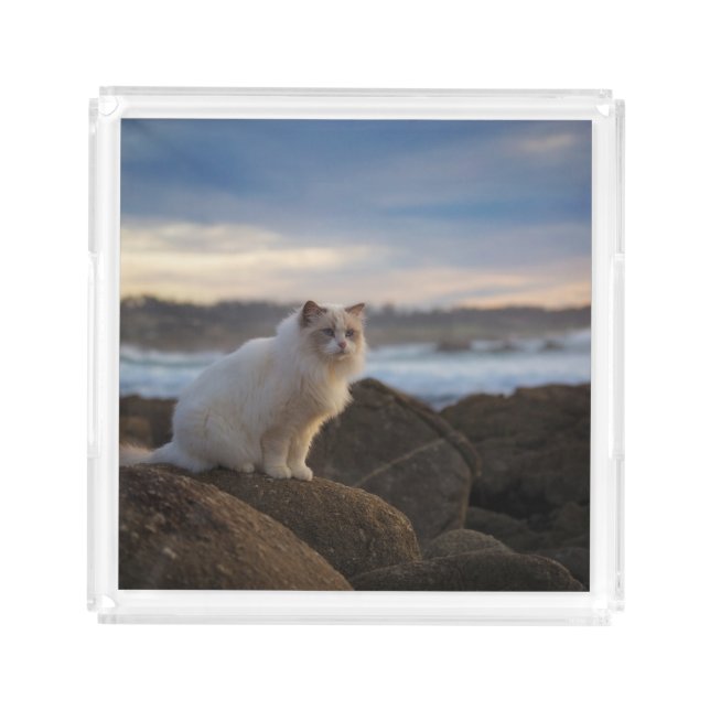 Ragdoll Cat At The Beach Acrylic Tray (Front)