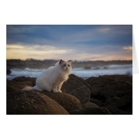 Ragdoll Cat At The Beach Cards (Front Horizontal)