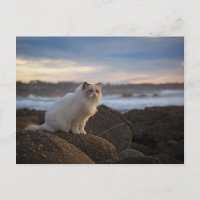 Ragdoll Cat At The Beach Postcard (Front)