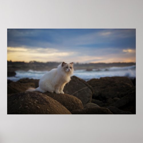 Ragdoll Cat At The Beach Poster