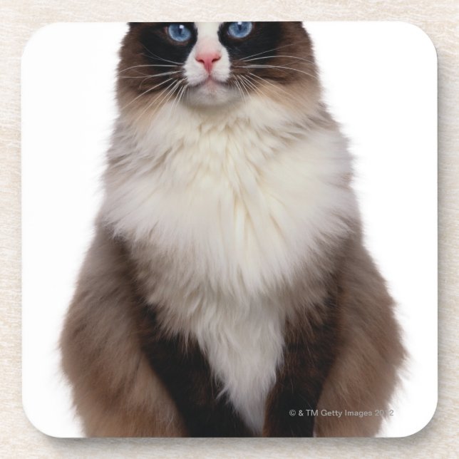 Ragdoll Cat Beverage Coaster (Front)