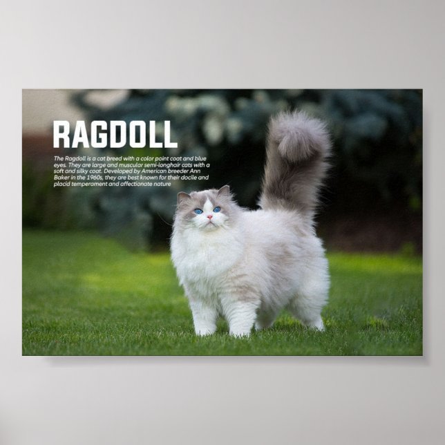 Ragdoll Cat Breed Poster (Front)