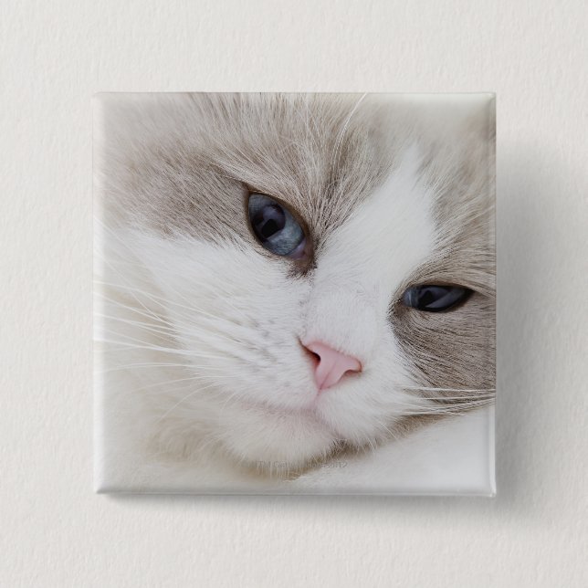 Ragdoll cat button (Front)