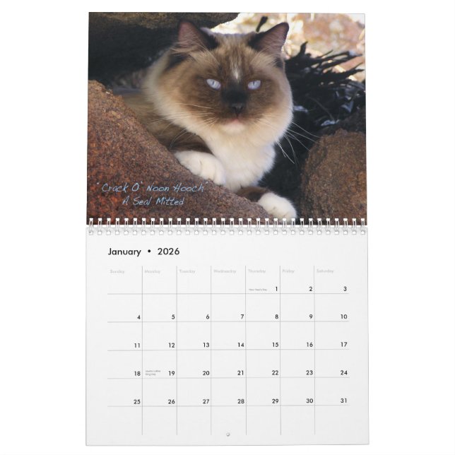 Ragdoll Cat Calendar (Jan 2026)