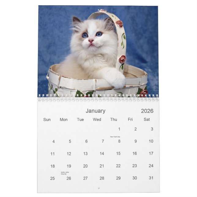 Ragdoll Cat Calendar (Jan 2026)