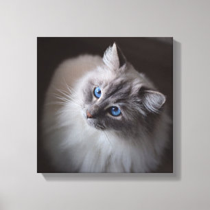 Ragdoll Cat Canvas - Millie's Blue Eyes