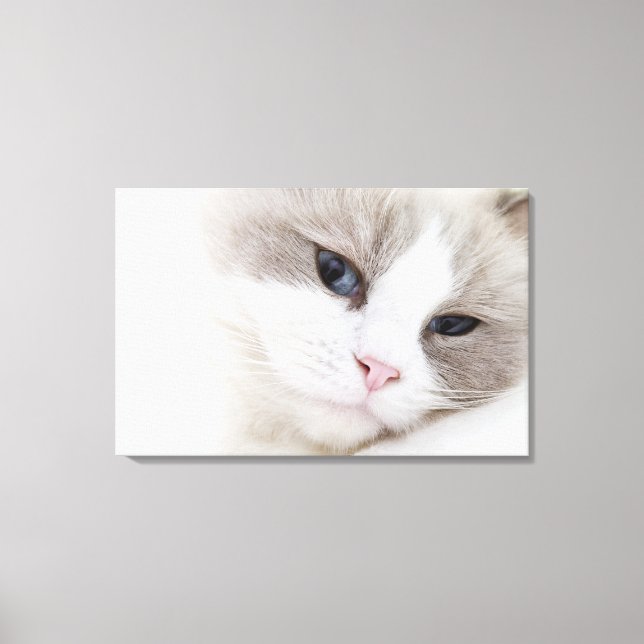 Ragdoll cat canvas print (Front)