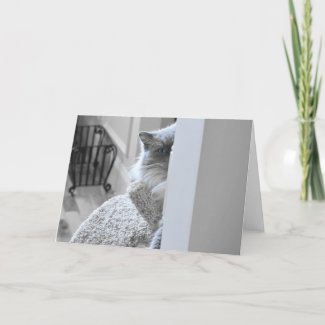 Ragdoll Cat, card