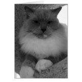 Ragdoll Cat, Card (Front)